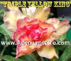 (image for) Adenium Seeds \'Triple Yellow King\' 5 Seeds